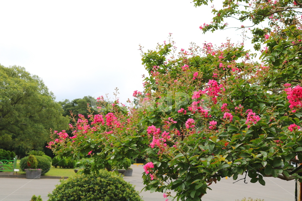 나무,배롱,배롱나무,배롱꽃,꽃,식물,식물,자연,plants,nature,꽃,flower