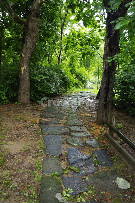비,초록,잎,나무,식물,plant,자연,nature,길,자연,풍경,nature,landscape,flagstone,판석,path,통로