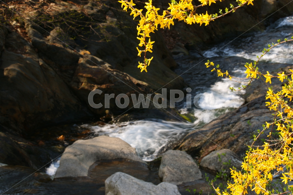 식물,water,물,게곡,개나리,봄,자연,풍경,nature,landscape