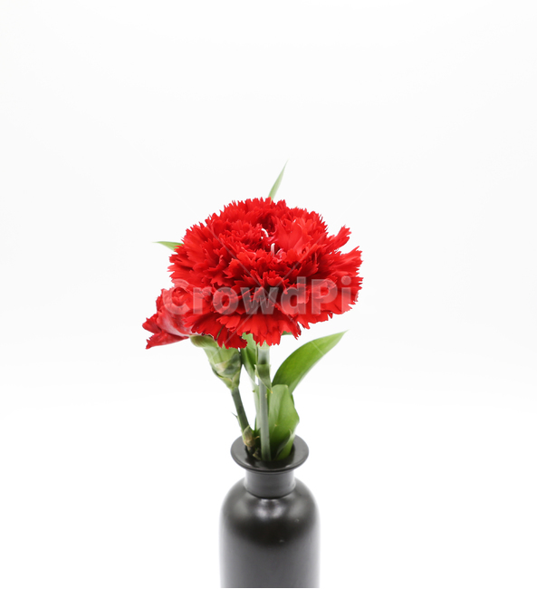 카네이션,carnation,꽃,어버이날,가족,family,flower,축하,기념일,사랑,스승의날,학교,교육,자연,식물,화분,이벤트,시즌,누끼,색상,색감,school,식물,자연,plants,nature,꽃,flower,가족,패밀리,family,기념일,축하,anniversary,congratulation,celebrate,celebration,교육,학교,공부,education,learning,study,school,누끼,remove background