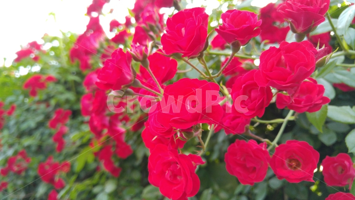 장미,붉은장미,꽃,붉은색,녹색,장미축제,식물,배경,감성,계절,사랑,rose,redroses,flower,red,green,rosefestival,flants,background,emotional,season,love