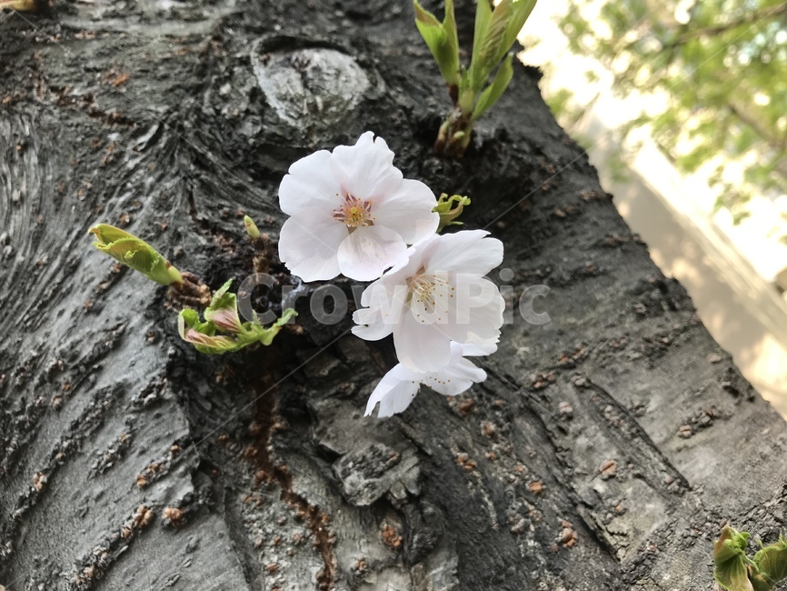 벚꽃,꽃,나무,봄,식물,식물,자연,plants,nature,꽃,flower