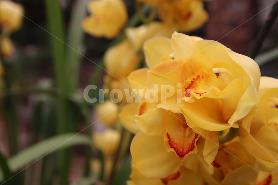 꽃,노란꽃,노랑꽃,봄꽃,아름다운꽃,식물,자연,plants,nature,꽃,flower