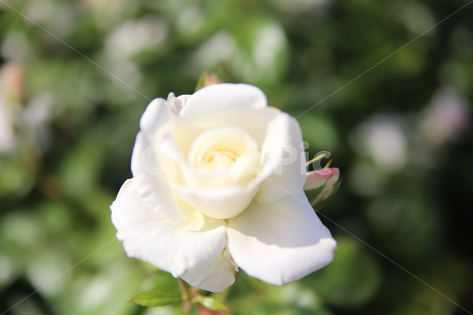 장미,세계장미,꽃,하얀,빨강