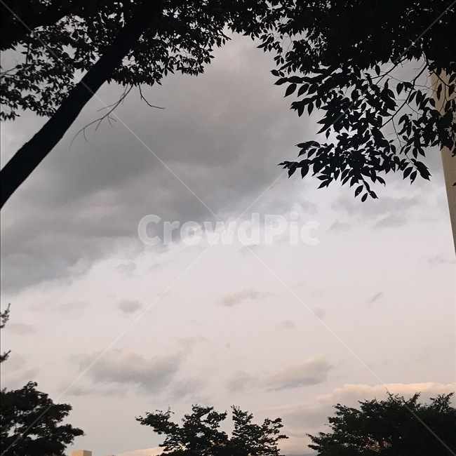 구름,하늘,자연,sky,cloud,나무,tree,plant,식물,treetrunk,나무줄기