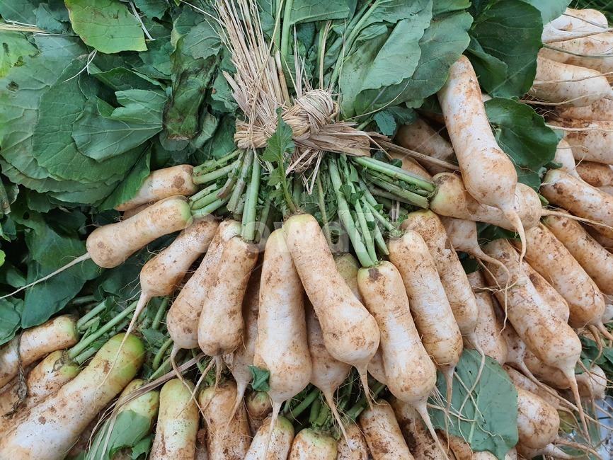총각무우,무우,야채,식품,김장,음식,반찬,김치,채소,야채,vegetables