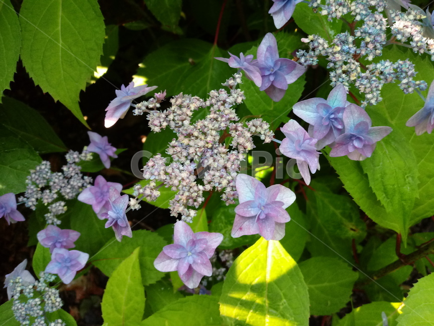 수국,자양화,간판수국,아탑수구,나무,꽃,마른꽃,식물