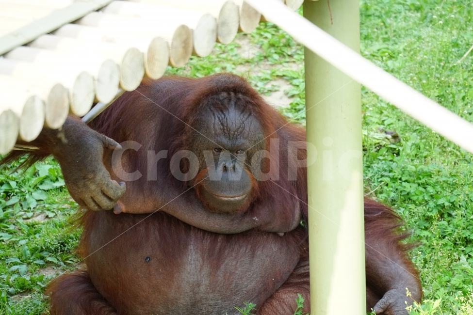 동물,고릴라,animal,gorilla,자연,식물,꽃,풀,동물,animal,포유류,mammal