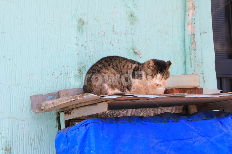 길냥이,고양이,길고양이,돼냥이,일상,동물,animal,포유류,mammal,고양이,cat,kitten,kitty