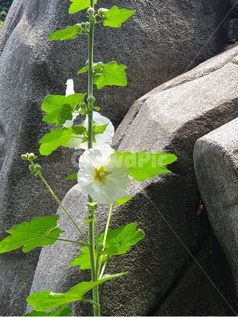 접시꽃,겹접시꽃,촉규화,채키화,여름야생화