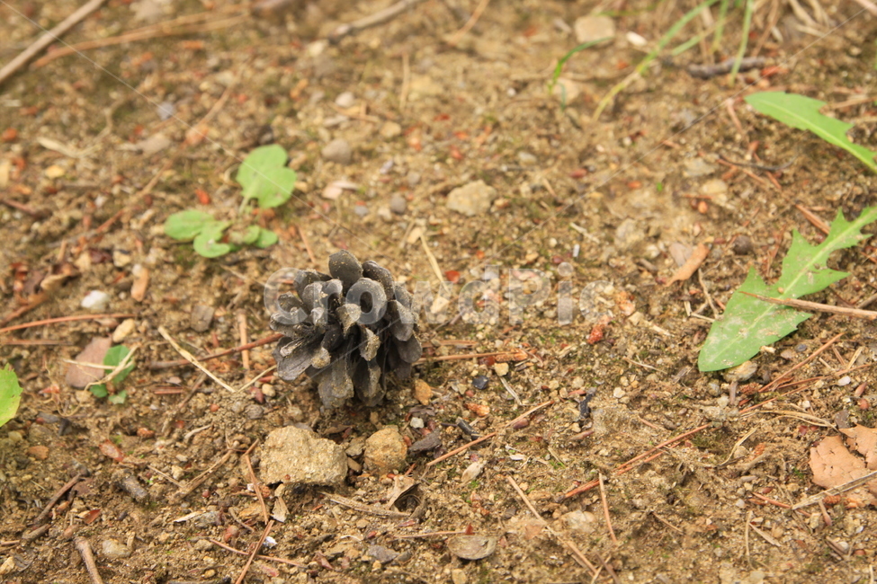 공원,솔방울,갈색,흙,짙은,나홀로,홀로,감성사진,publicpark,pinecone,brown,soil,inasingleway,alone,emotionalphotography,식물,자연,plants,nature
