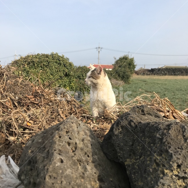 길냥이,고양이,제주도,cat,제주길냥이,제주고양이