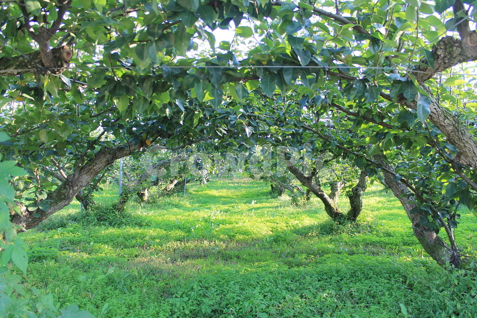 과수원,orchard,grove,배나무,나무,tree,green,녹색,초록,pear,peartree