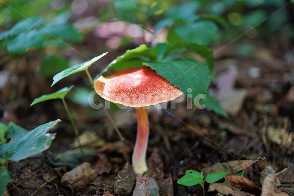 버섯,mashroom,nature,umbrella,우산,자연,버섯,mushroom