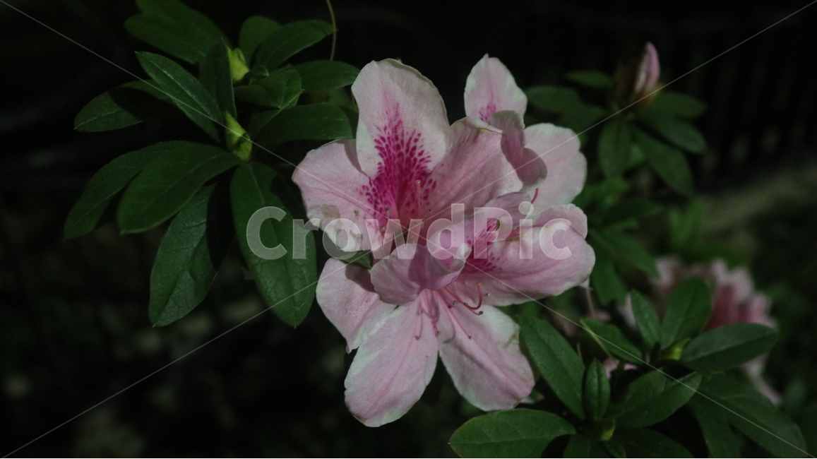 봄꽃,봄,벚꽃,공원,철쭉,하얀철쭉,식물,자연,plants,nature,꽃,flower