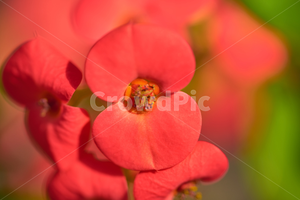 꽃기린,다육식물,봄,꽃,붉은꽃,빨간색꽃,접사,식물,macro,flower,spring,blooming,식물,자연,plants,nature,꽃,flower