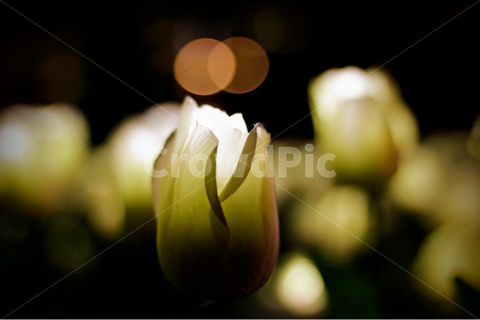 야경,풍경,아웃포커싱,조화,꽃,야경,밤,풍경,nightscape,night,landscape,꽃,flower,plant,식물