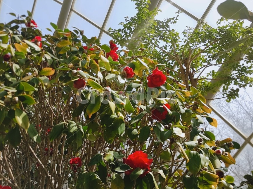 화목류,동백나무,붉은꽃,동백,꽃나무,꽃,식물,자연,plants,nature,꽃,flower
