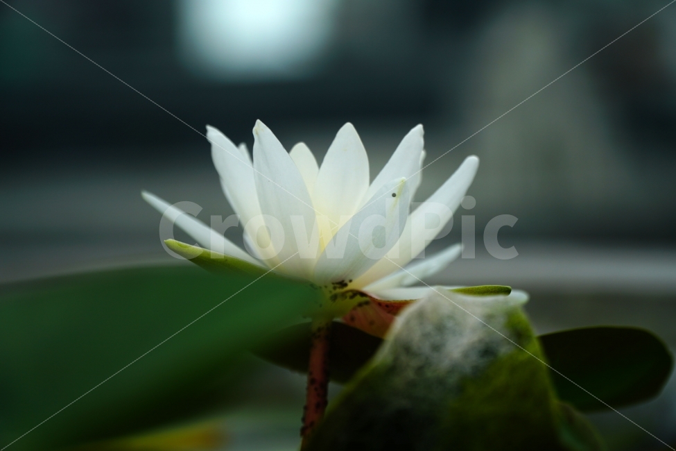연꽃,수련,플라워,꽃사진,식물,자연,연꽃잎,연못,nature,flower,물꽃,수초,수생식물,한국의자연,한국자연,한국풍경,여름꽃,스냅,스냅사진,스넵,스넵사진,snap,snapshot,plant,plants,감성,감성사진,힐링,힐링사진,정원,식물,자연,plants,nature,꽃,flower