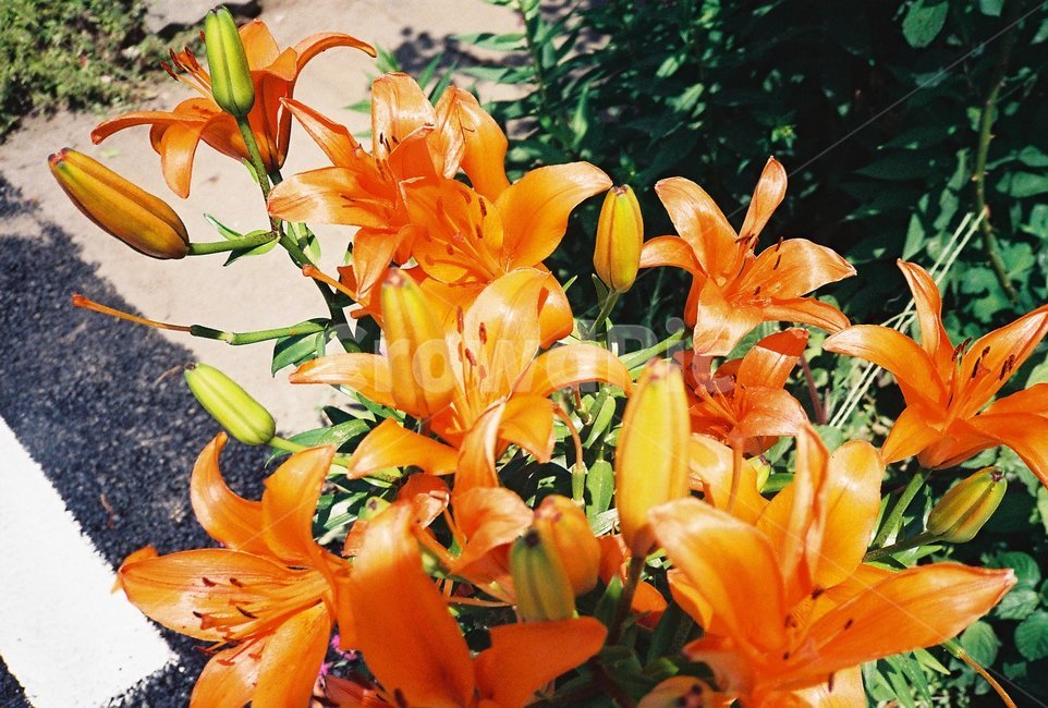 꽃,잎,자연,flower,들꽃,식물,자연,plants,nature,꽃,flower