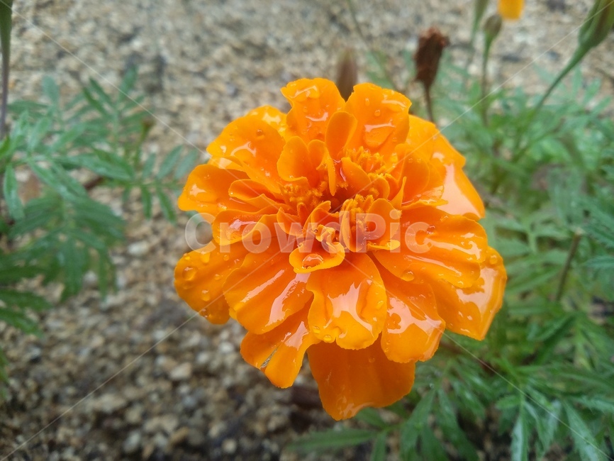 꽃,식물,flower,plant,자연,식물,자연,plants,nature,꽃,flower