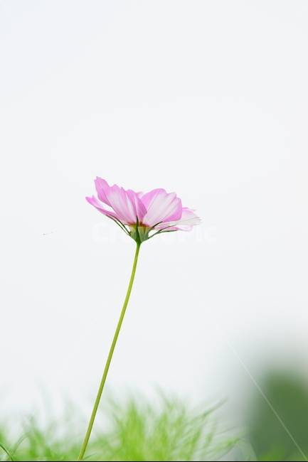 꽃,가을,순정,식물,배경,가을,계절,fall,autumn,season,식물,자연,plants,nature,꽃,flower,blossom,geranium,제라늄,plant