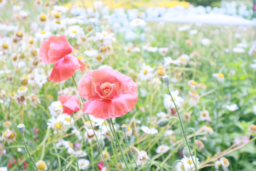 꽃,plant,식물,flower,blossom