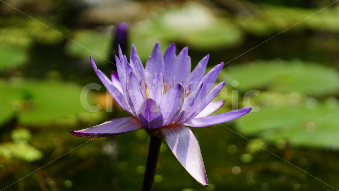 연꽃,연꽃잎,연못,플라워,자연,flower,nature,식물,이파리,물,water,summer,여름,꽃사진,감성,감성사진,계절,season,풍경,landscape,plants,식물,자연,plants,nature,꽃,flower