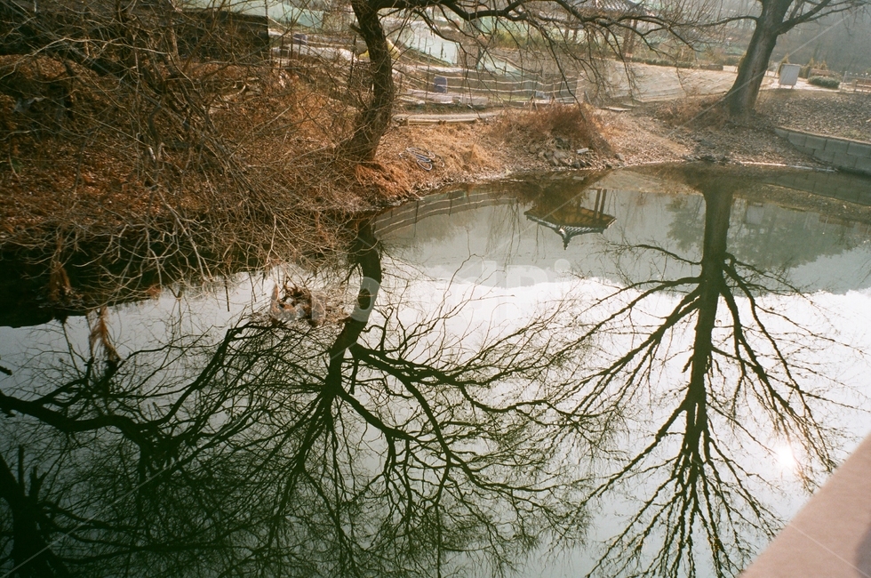 외로움,쓸쓸함,가을,고독,슬픔,그림자,공원,나무,자연,풍경,nature,landscape,한국자연풍경,한국자연경관,korea nature landscape,outdoors,옥외,land,땅,water,물,plant,식물,tree