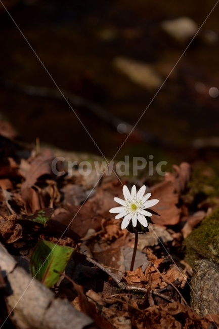 꿩의바람꽃,봄,야생화,꽃,화야산,경기도,봄꽃,감성,wildfolwer,산꽃,들꽃,봄야생화,햇살,햇빛,미나리아재비과,바람꽃속,덧없는사람,금지된사랑,사랑의괴로움,AnemoneraddeanaRegel,식물,식생,자연,식물,자연,plants,nature,꽃,flower