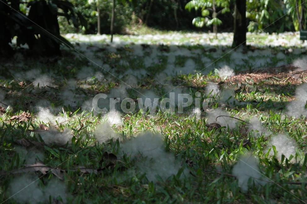 눈,솜,자연솜,snow,cotton,눈덩이,snowball