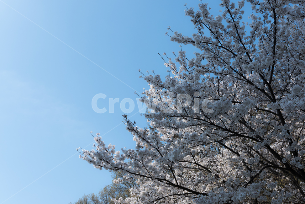 봄,벚꽃,봄꽃,봄풍경,꽃구경,봄,계절,spring,season,식물,자연,plants,nature,꽃,flower,나무,trees,wood,plant