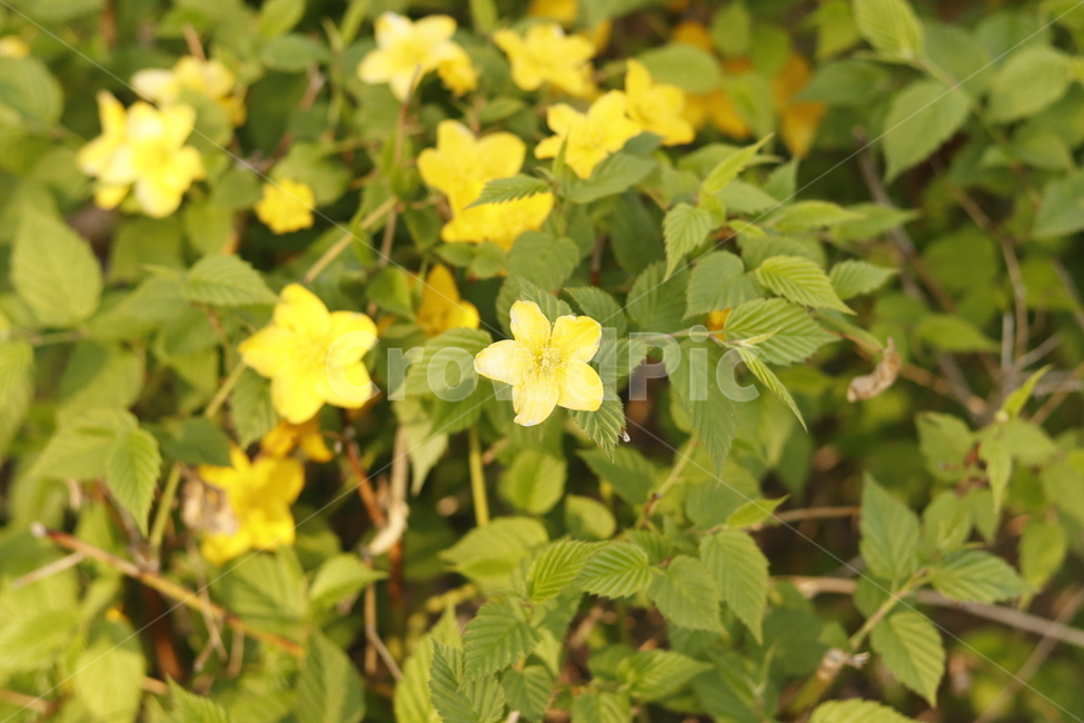 꽃,노란색,yellow,분위기,감성,자연,flower,feeling,색감,color,노란색꽃