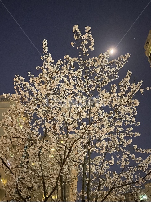 nature,자연,outdoors,옥외,봄,꽃,벚꽃,공원,산책,spring,flower,cherryblossom,blossom,sakura,park