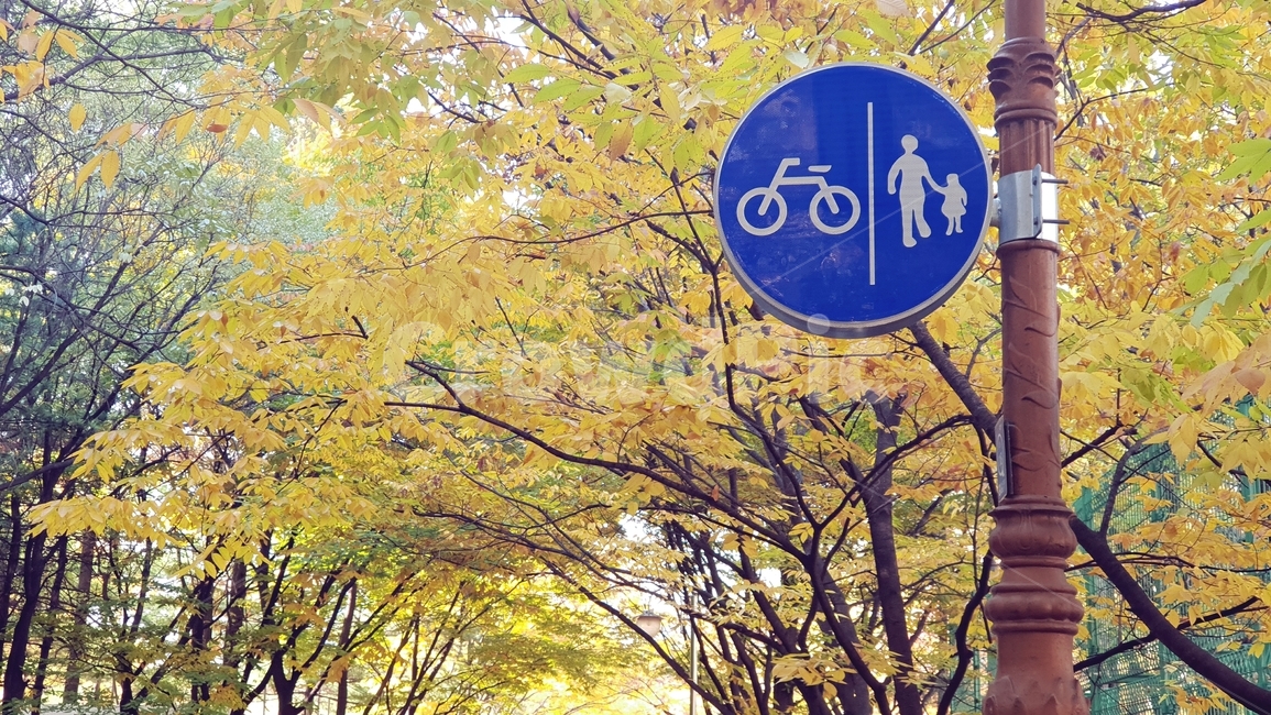 가을,단풍,은행나무,은행잎,공원,걷기,도보,표지판,자전거보행신호판,가을분위기,mood,walking,나무사이,나무,감성,가을,계절,fall,autumn,season,자연,풍경,nature,landscape