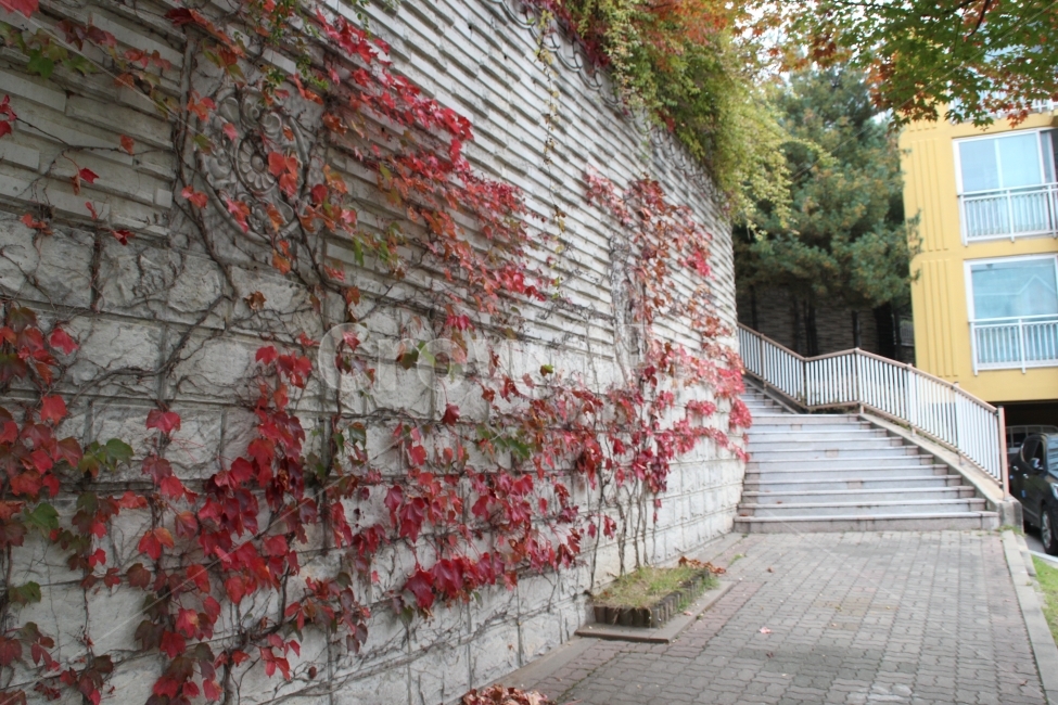 단지,가을,계단,덩쿨,낙엽,도시,풍경,city,landscape,한국도시풍경,한국도시경관,korea cityscape,flagstone,판석,walkway,보도,path,통로