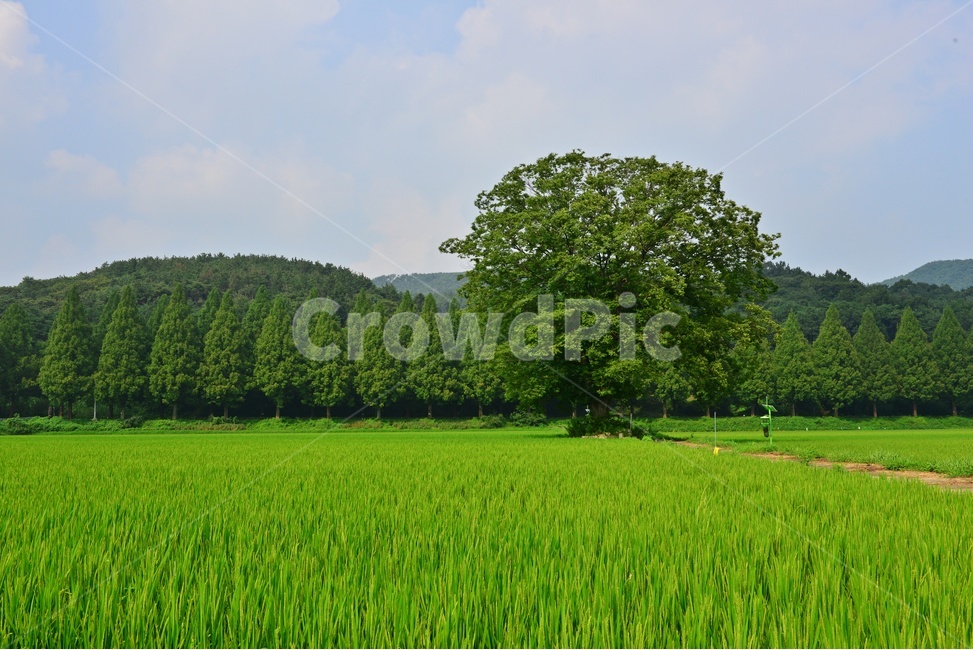 nature,자연,field,들,outdoors,옥외,순창,신평마을,신평들녁,농업,농사,농경지,논,벼농사,메타스콰이어