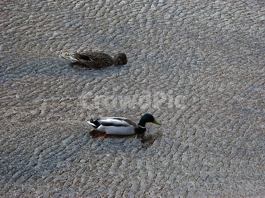 오리,천둥오리,조류,동물,실개천,동물,animal,조류,새,birds