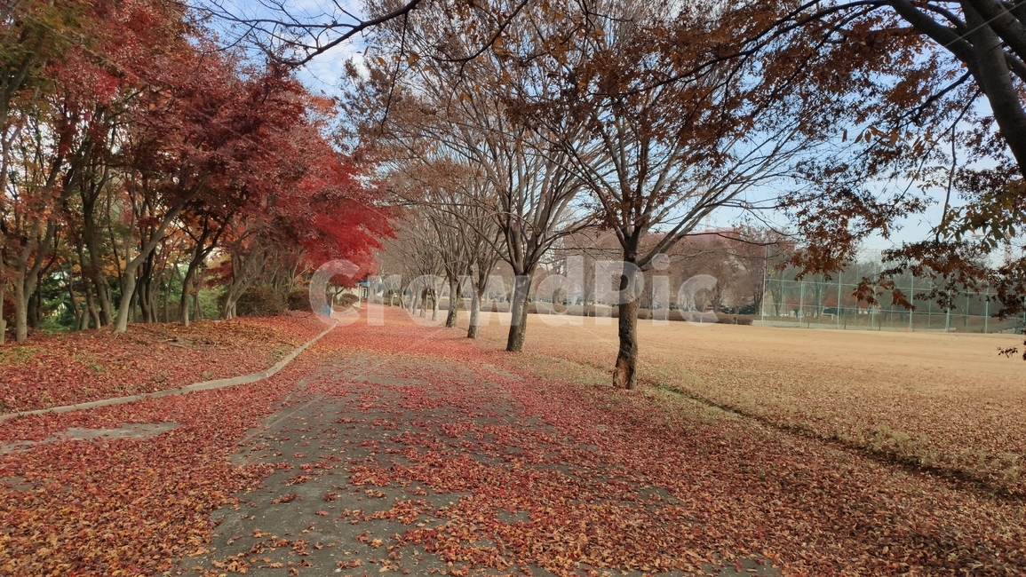 단풍길,가로수,경치,가을단풍,tree,나무,plant,식물,maple,단풍,treetrunk,나무줄기,가을,계절,fall,autumn,season,식물,자연,plants,nature,나무,trees,wood
