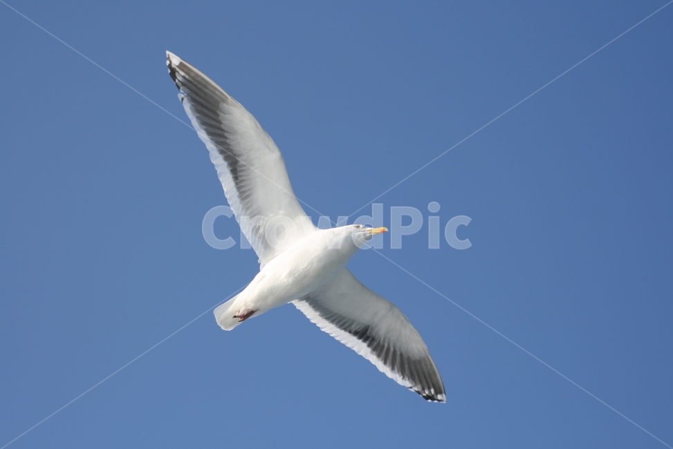 갈매기,seagull,animal,동물,bird,동물,animal,조류,새,birds