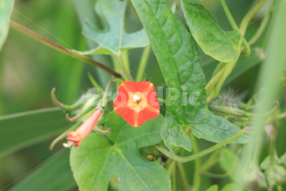 꽃,들꽃,야생화,flower,wildflower,식물,자연,plants,nature,꽃,flower