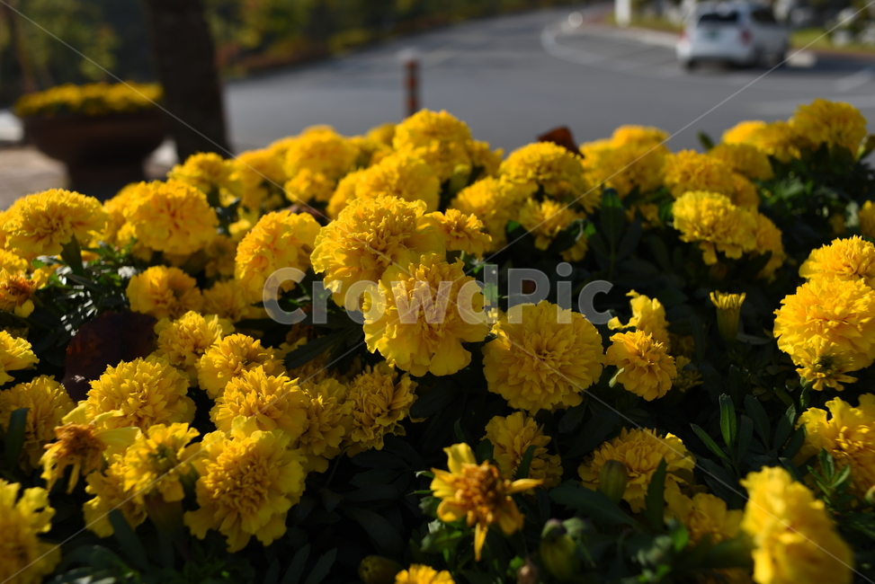꽃,가을,식물,풍경,배경,식물,자연,plants,nature,꽃,flower