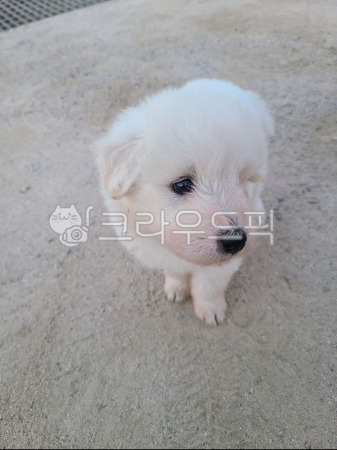 animal,동물,dog,개,mammal,pet,애완동물,puppy,강아지,whitedog,흰개,흰둥이,시브로자브종,시골강아지,아깽이
