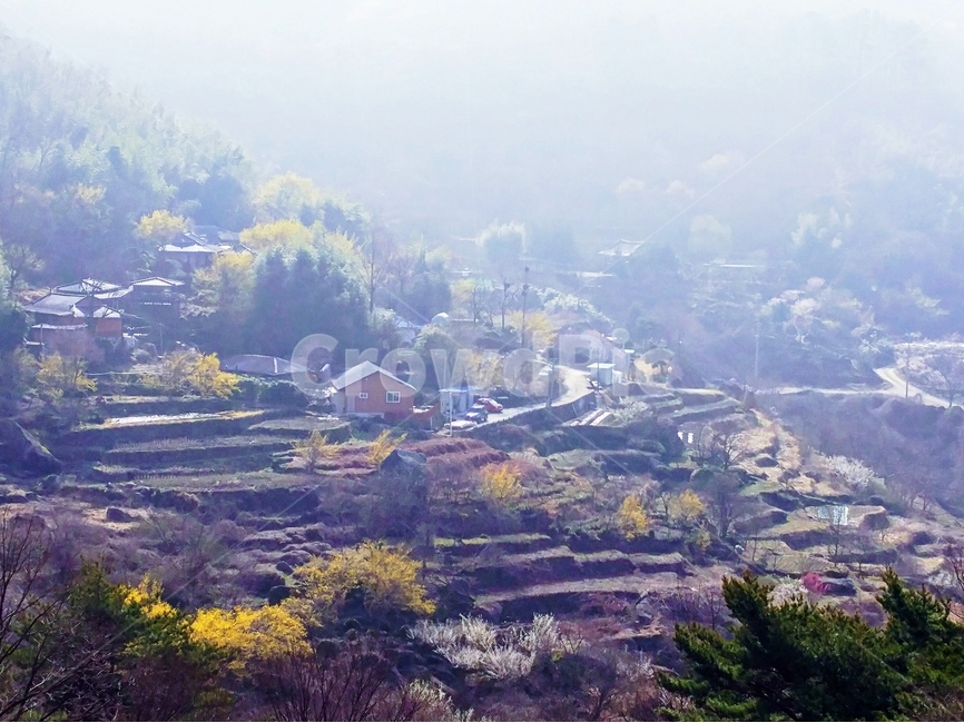 봄,산수유,마을,풍경,구례,토지면,봄,계절,spring,season,자연,풍경,nature,landscape,한국자연풍경,한국자연경관,korea nature landscape,시골,마을,country,rural,town,한국전통,한국문화,korean traditional,korean culture,outdoors,옥외,경치,scenery,aerial view,조감도