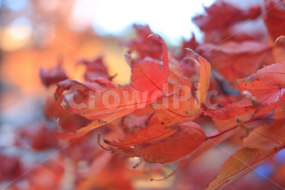 가을,식물,나무,단풍,단풍잎,단풍나무,붉은색,나뭇잎,잎,낙엽,가을,계절,fall,autumn,season,식물,자연,plants,nature,plant,leaf,tree