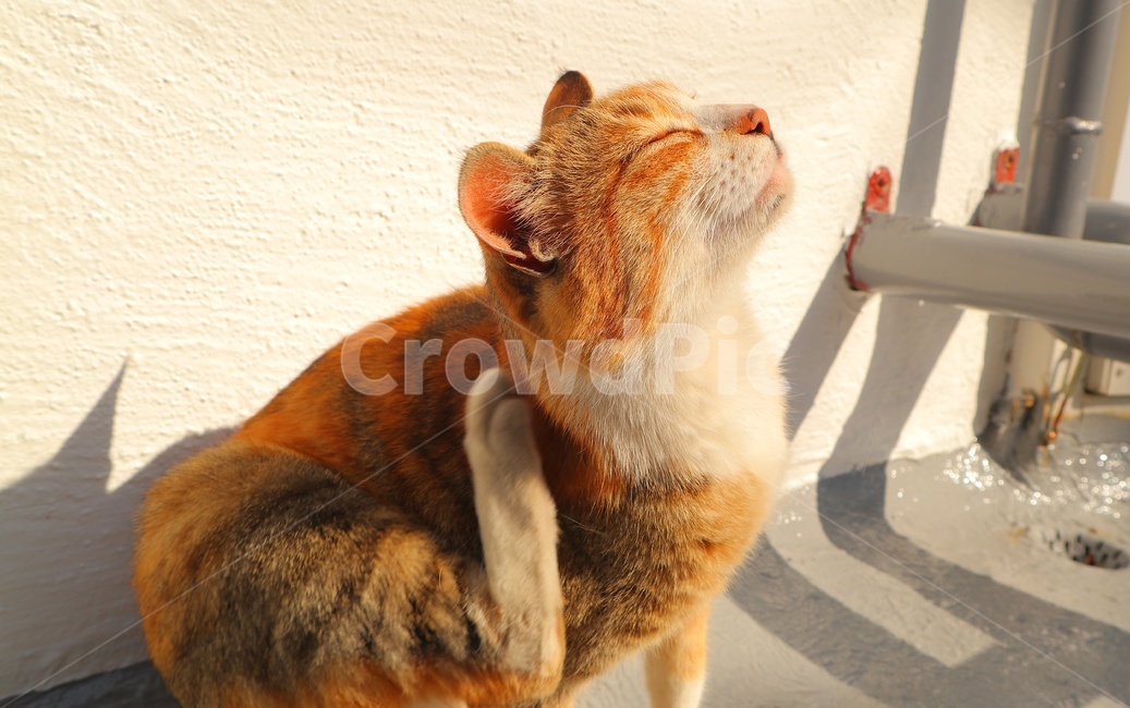 pet,cat,고양이,동물,길고양이,길냥이,반려동물,애완동물,귀여움,kitty,힐링,포유류,animal,동물,animal,포유류,mammal,고양이,cat,kitten,kitty