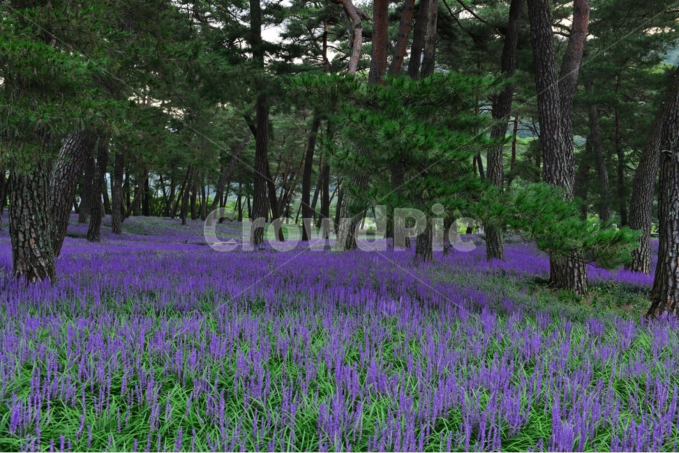 plant,식물,blossom,flower,꽃,garden,정원,outdoors,옥외,맥문동,맥문동꽃,맥문동솔숲,소나무,솔숲,경북,상주,상주솔숲맥문동,솔숲맥문동,자연,풍경,nature,landscape