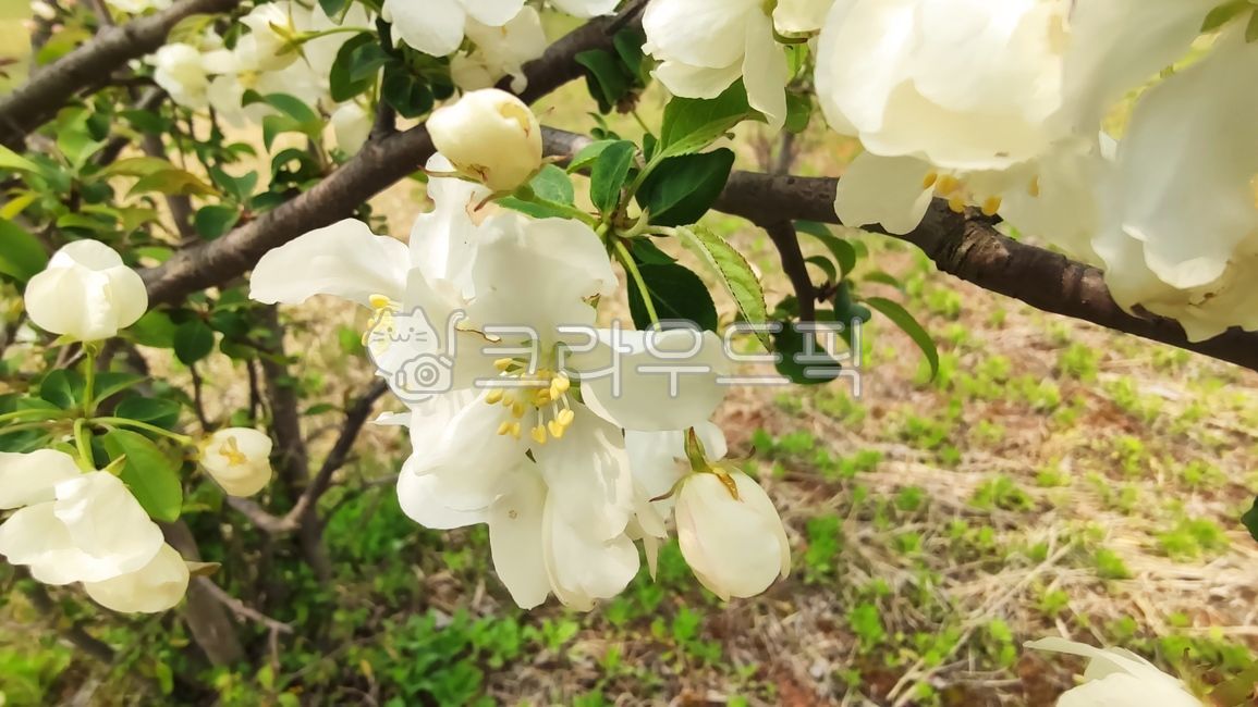 꽃사과,꽃사과나무,사과꽃,malusprunifolia,벚잎꽃사과,돌사과,plant,식물,blossom,flower,꽃,petal,꽃잎