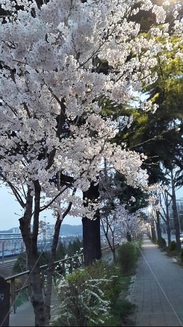 벚꽃,활짝핀벚꽃,벚꽃송이,벚꽃길,산책로