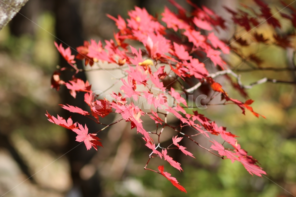 단풍나무,단풍,오대산,가을단풍,가을감성,가을,계절,fall,autumn,season,식물,자연,plants,nature,leaf,잎,plant,tree,나무,maple